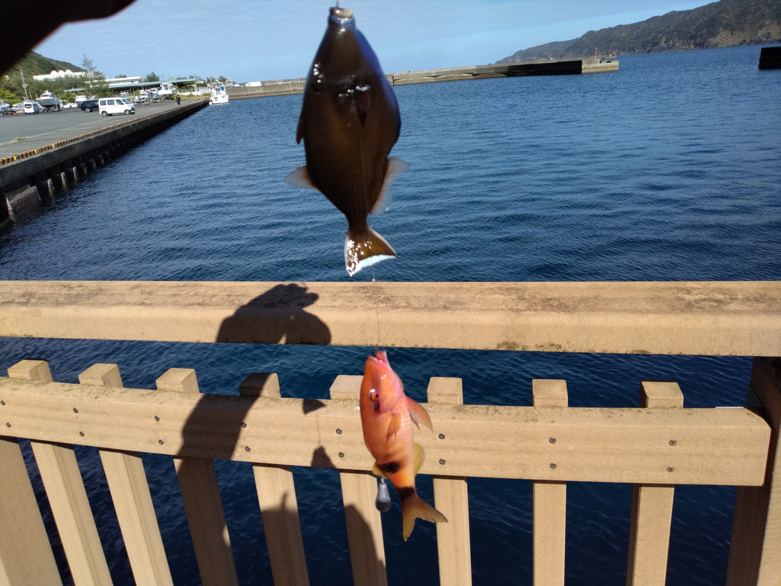 釣果の写真