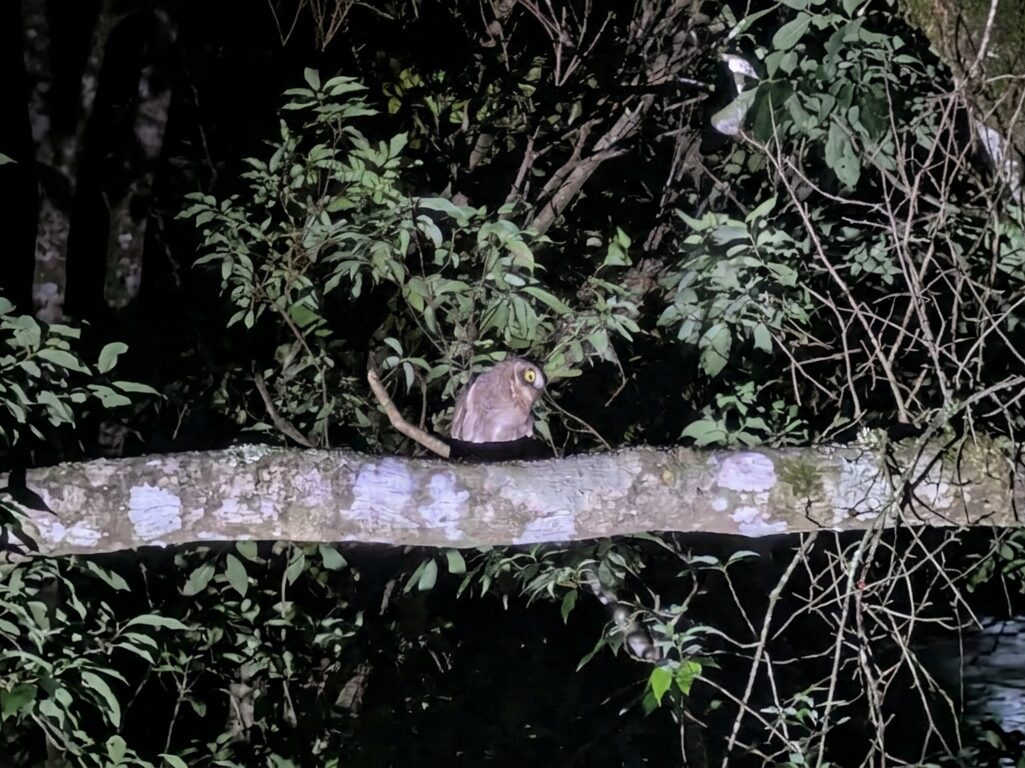 奄美大島の夜の森と野鳥