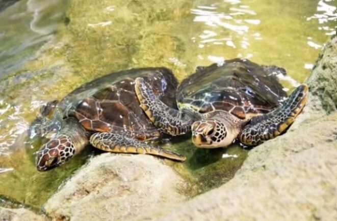 奄美海洋展示館の展示・水族館エリアの写真